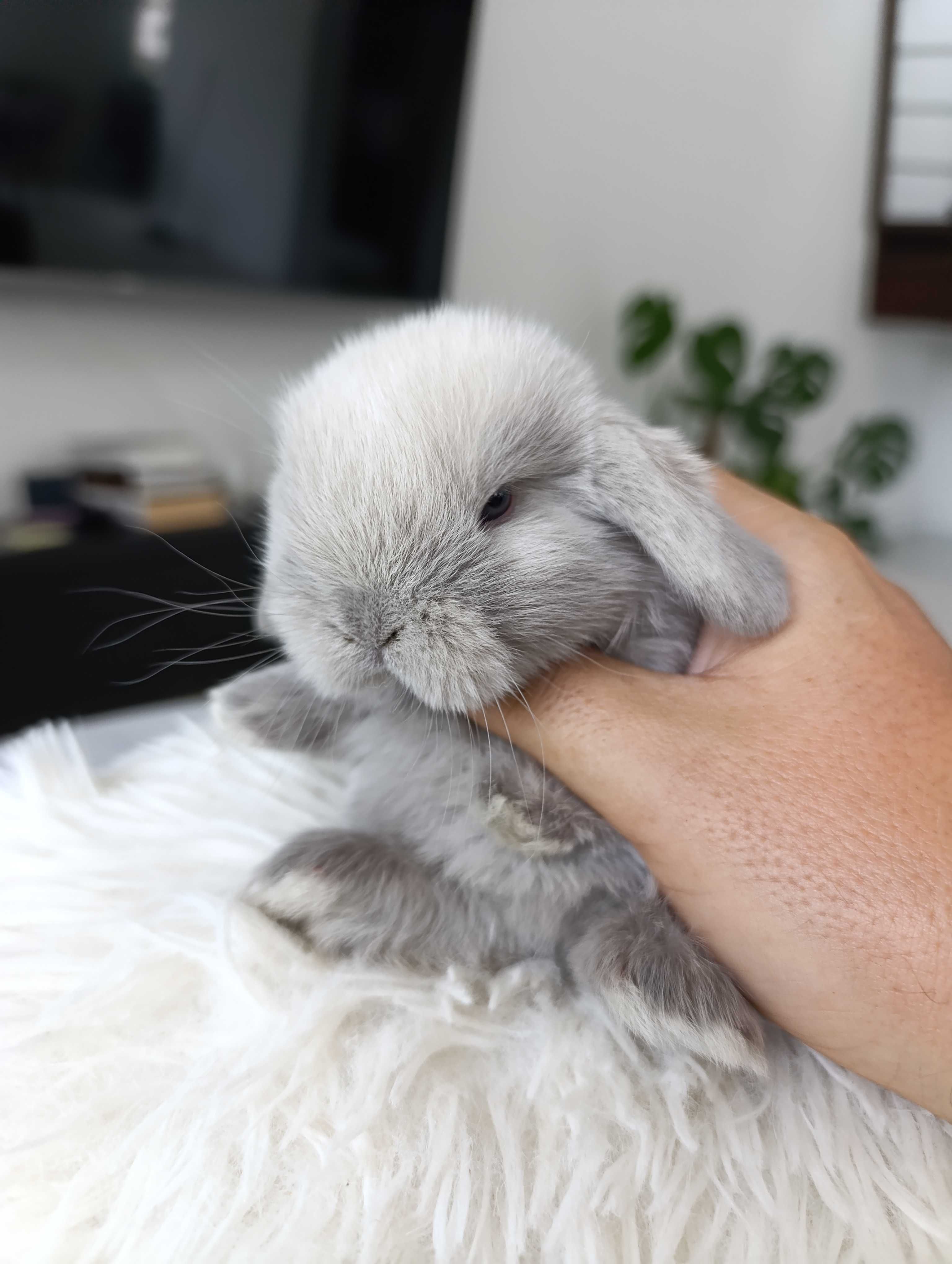 Mini lop karzełek Teddy hodowla zarejestrowana