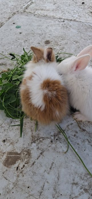 Sprzedam kruliki miniaturki