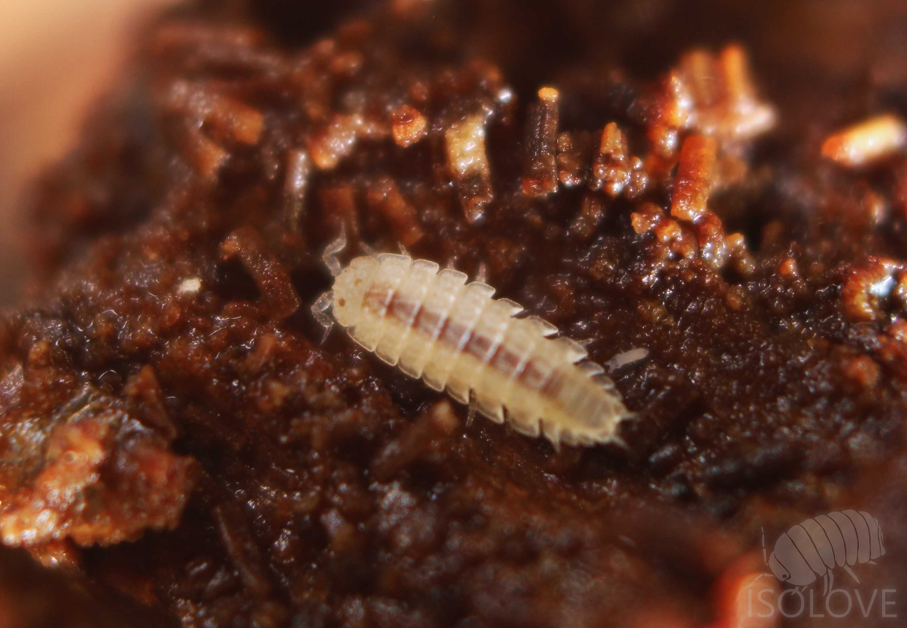 Haplophthalmus cf. mengii, miniaturowe równonogi, isopoda