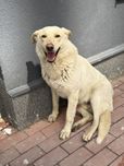 Щукаємо дім білий пес дорослий ручний кабель в добрі руки собака