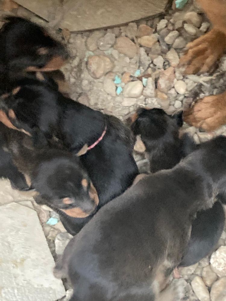 Cães para adoção bébes  RESPONSÁVEL