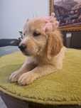 Golden Retriever com LOP ( pedigree )