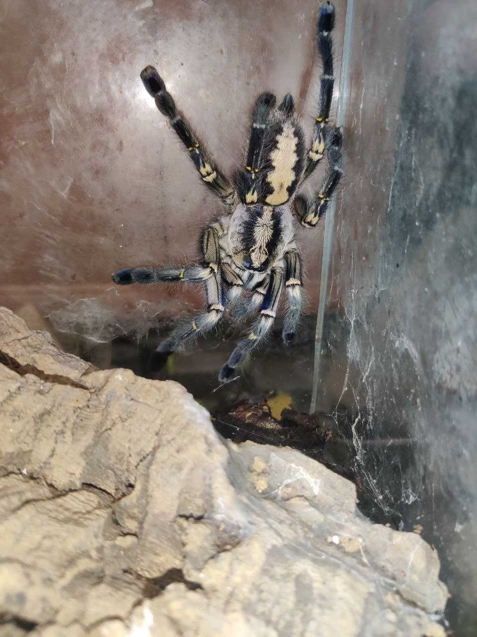 Poecilotheria metallica самка паука птицееда взрослая редкая