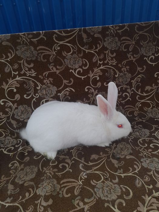 Продам кроликів термонця