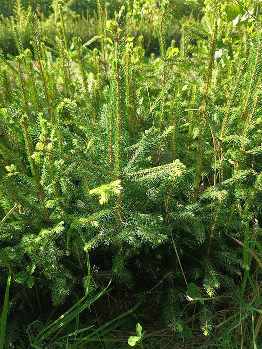 Świerk pospolity 4 lata 4/0 ładne sadzonki 40 cm 70 cm