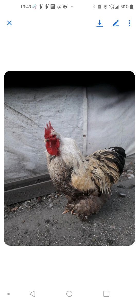 Jaja legowe Kochin Olbrzumi 3 zł za sztuke