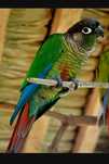 Varias aves Pyrhuras