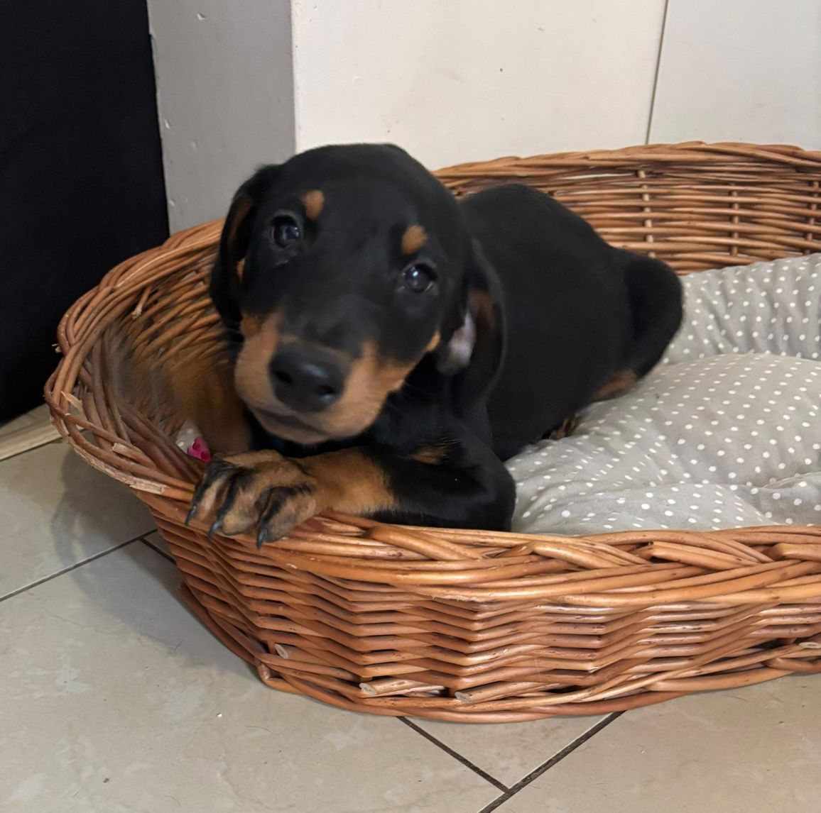 Doberman suczka czarna podpalana