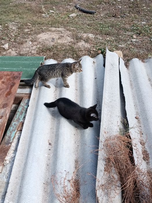 Котята шукають турботливу родину