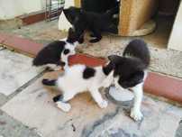 Gatinhos para dar