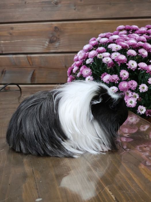 Самка коронет, морська свинка.