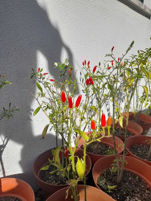 Piripiri / malagueta em vaso