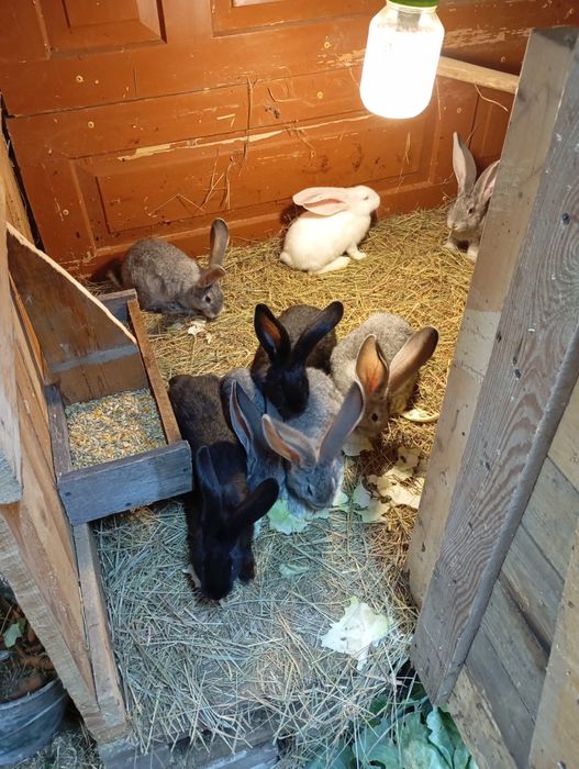 Продам кроликов на племя