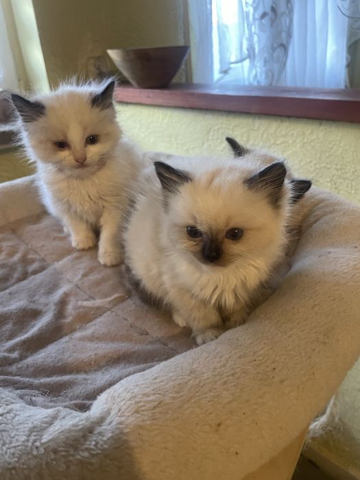 Ragdoll rodzice  FPL  kot kotka