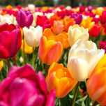 Cebulki TULIPANÓW  Tulipan zestaw mix mieszanka Tulipany KWIATY