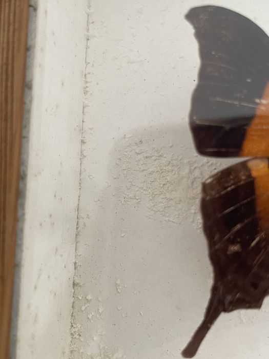 Motyl Nymphalidae z Ameryki Poludniowej w ramce w gablotce