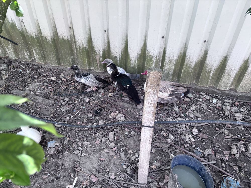 Patos  e patinhos