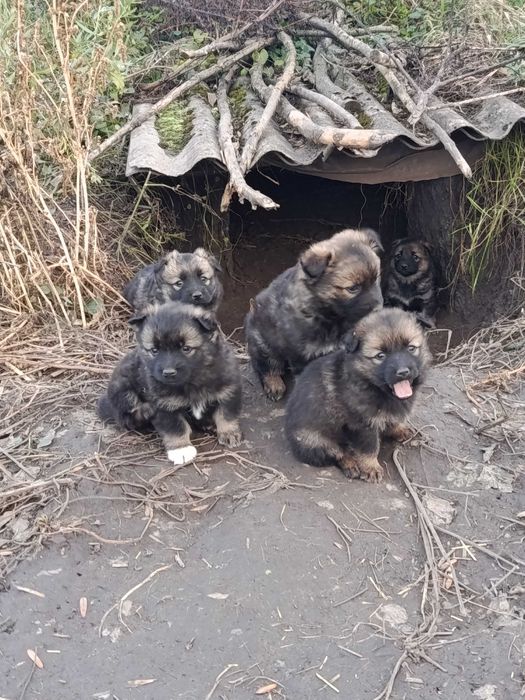 Віддам в добрі руки  собачок