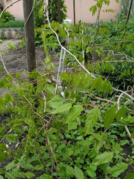 глицинья саженцы большие.