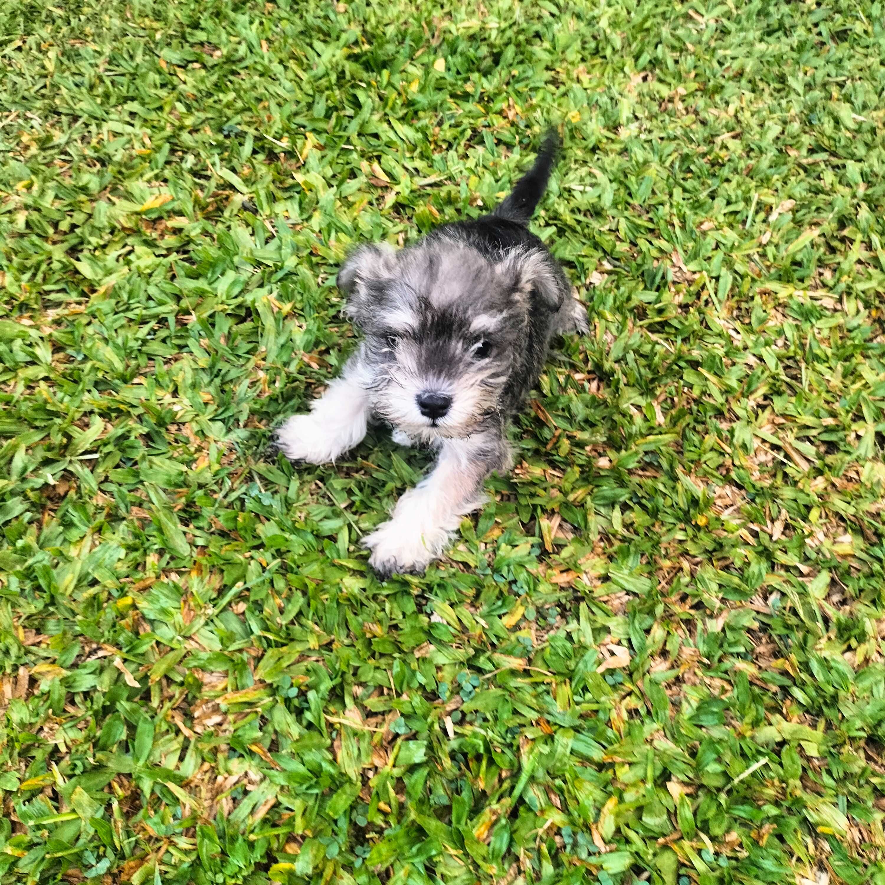 Schnauzer miniatura sal e pimenta