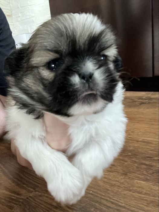 Śliczne szczenię Pekińczyk