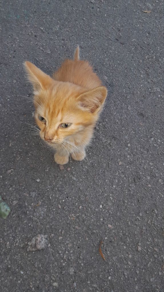 Рыжий котик ждёт своих будущих хозяевов и новый дом.
