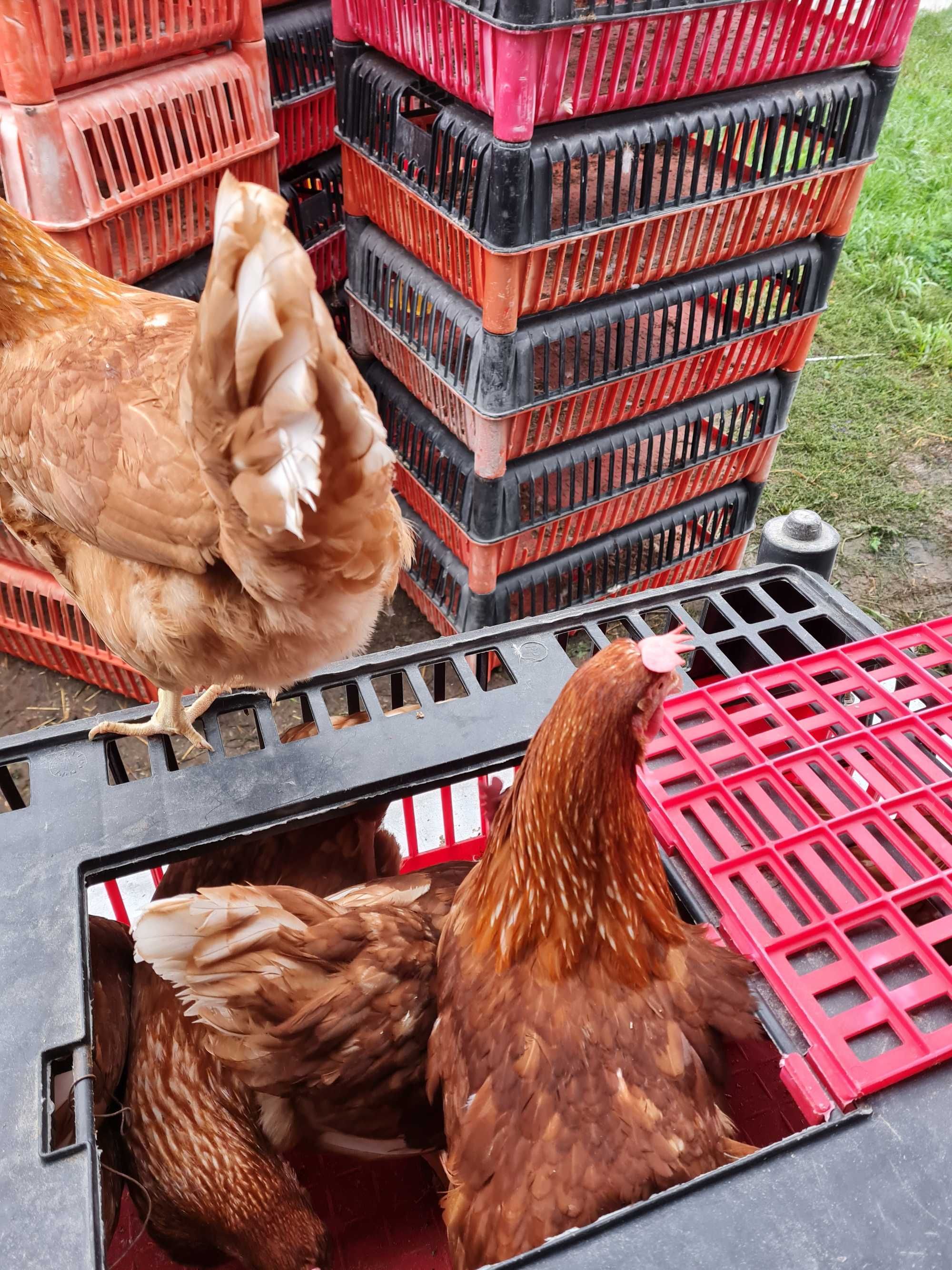 KURY MŁODE NIOSKI kurki z jajkami,ROSA Sonia Leghorn Messa