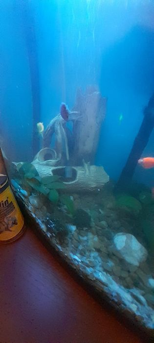 Аквариум с рыбками