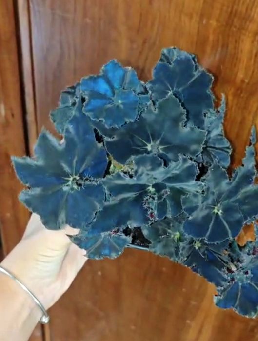 Begonia black mambo