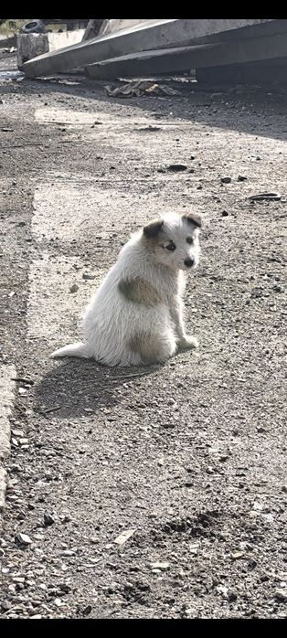 В добрі руки цуценята