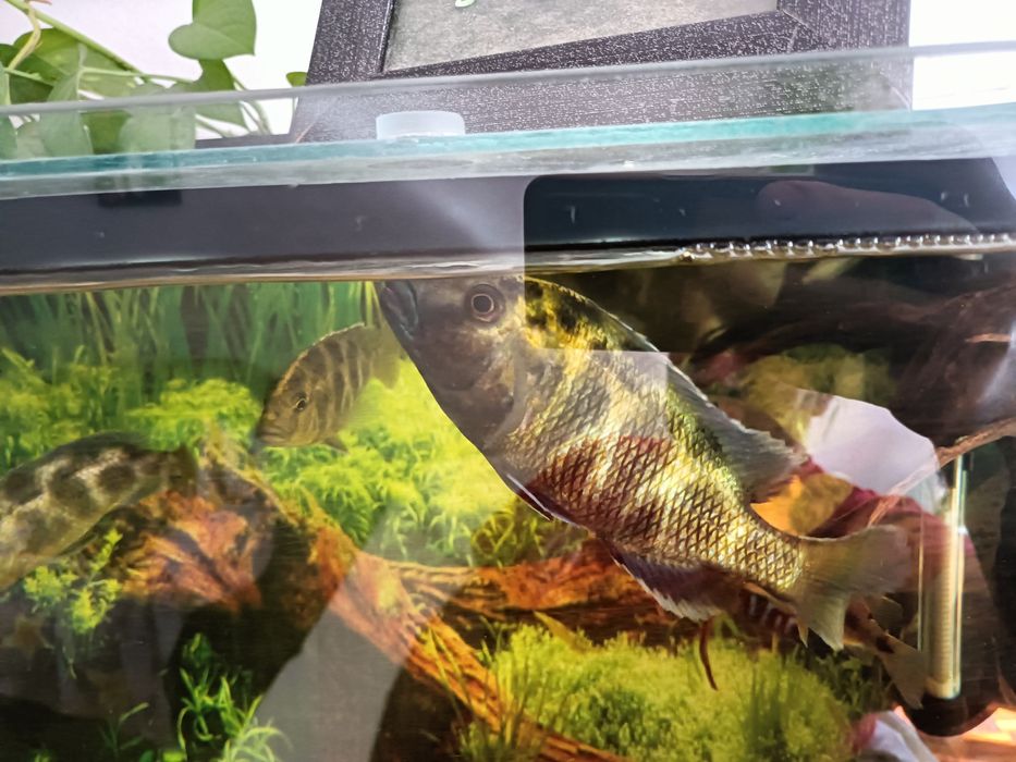 Macho Venustus ciclideo