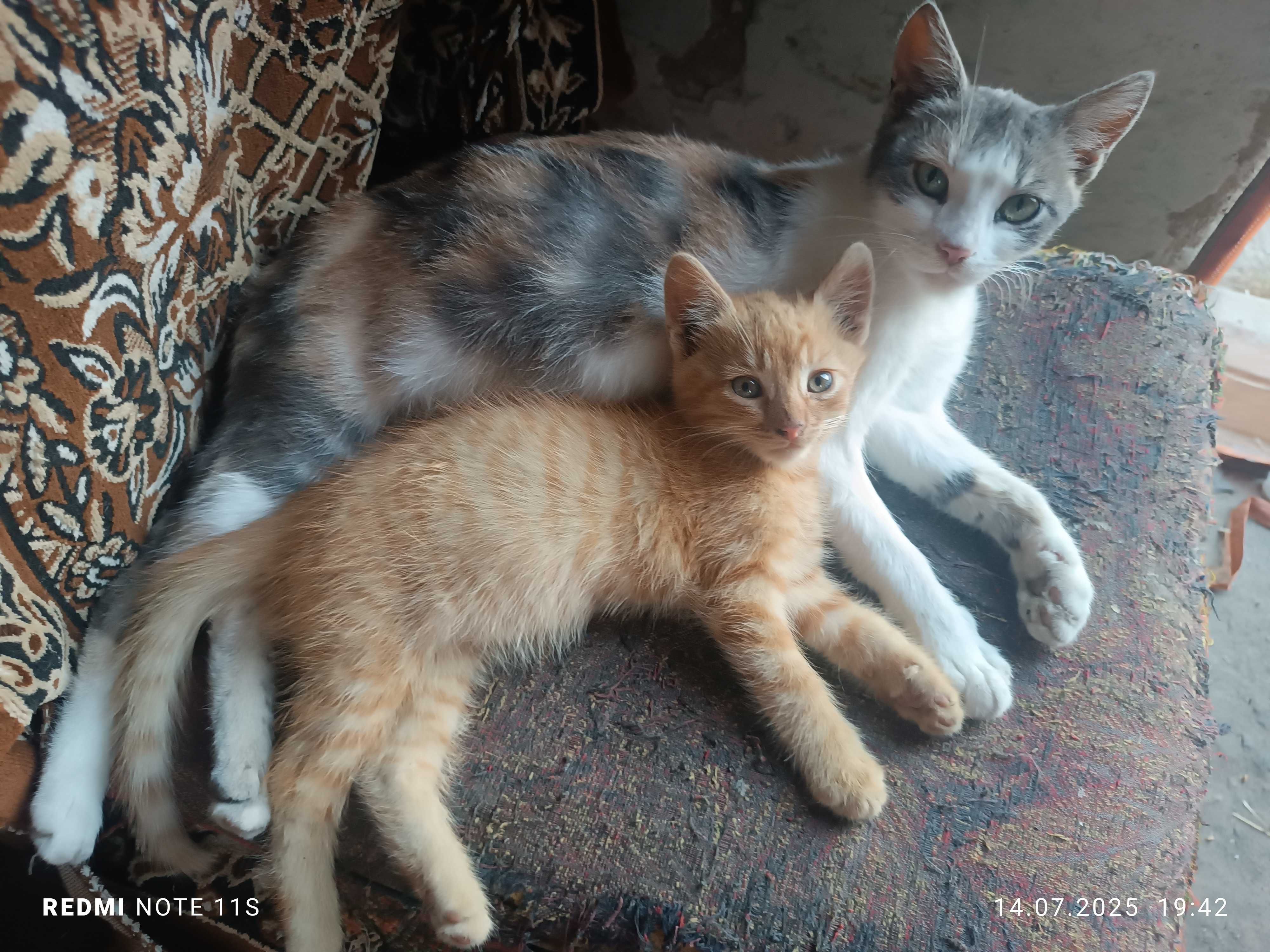 чудовий Котик віддам