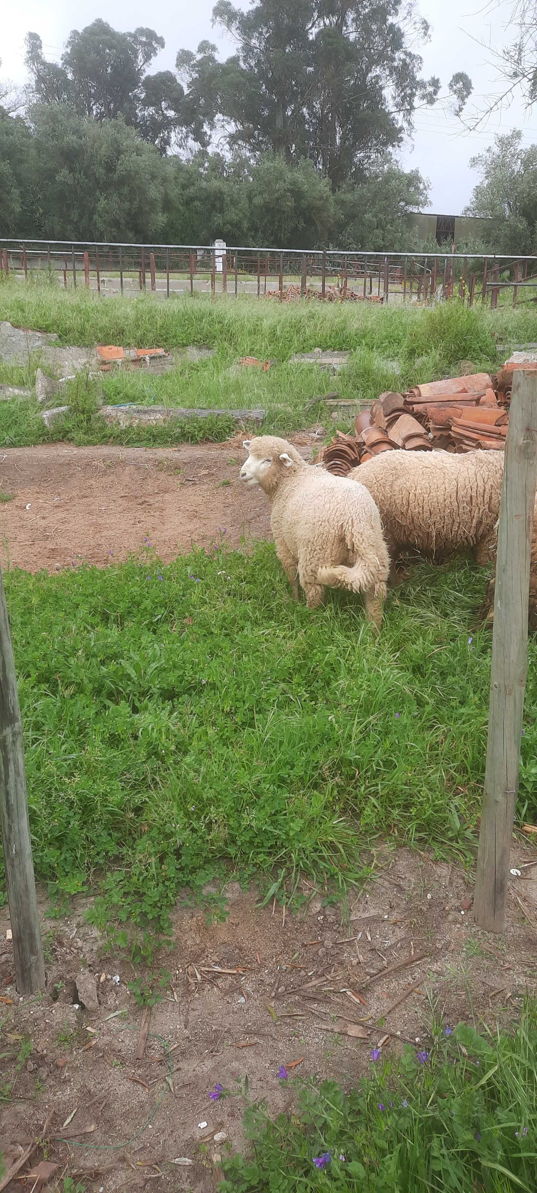 Vendo borrego ile de france bom para reprodução.