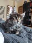 Srebrna Kotka Maine Coon z rodowodem FPL