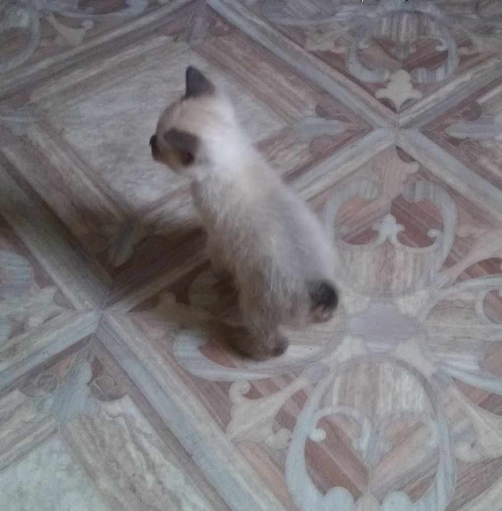 Котенята рисі Тайські бобтейлики  1  міс.