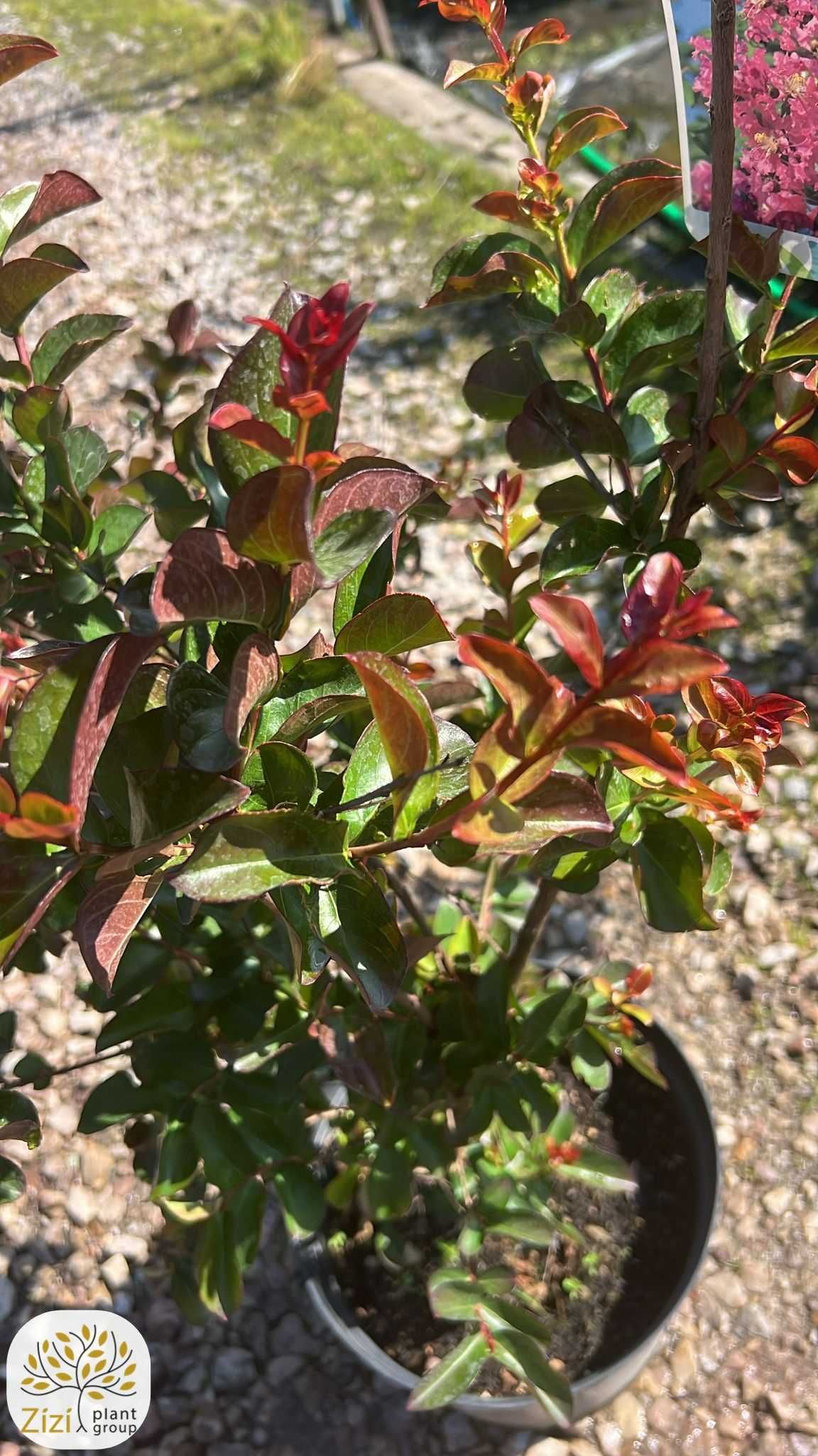 Lagerstroemia indica Double Dynamite, Lagerstremia indyjska, 80-180cm