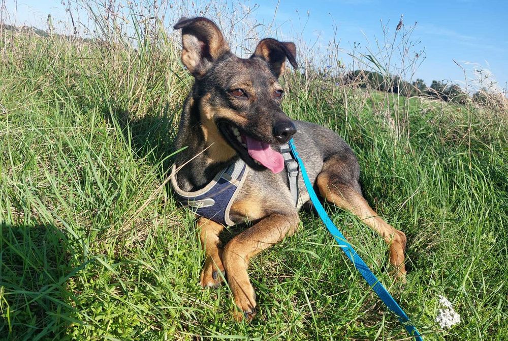 Młoda niewielka Stefka szuka spokojnego domku