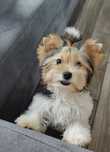 Sunia Yorkshire terrier