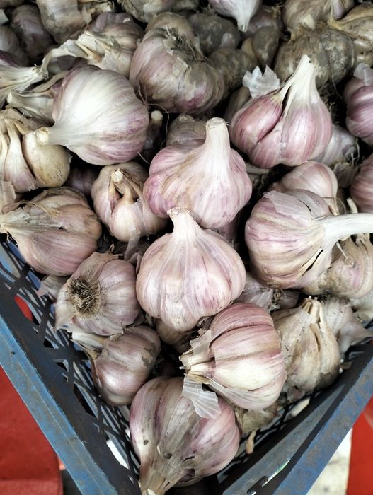 Продам часник домашній