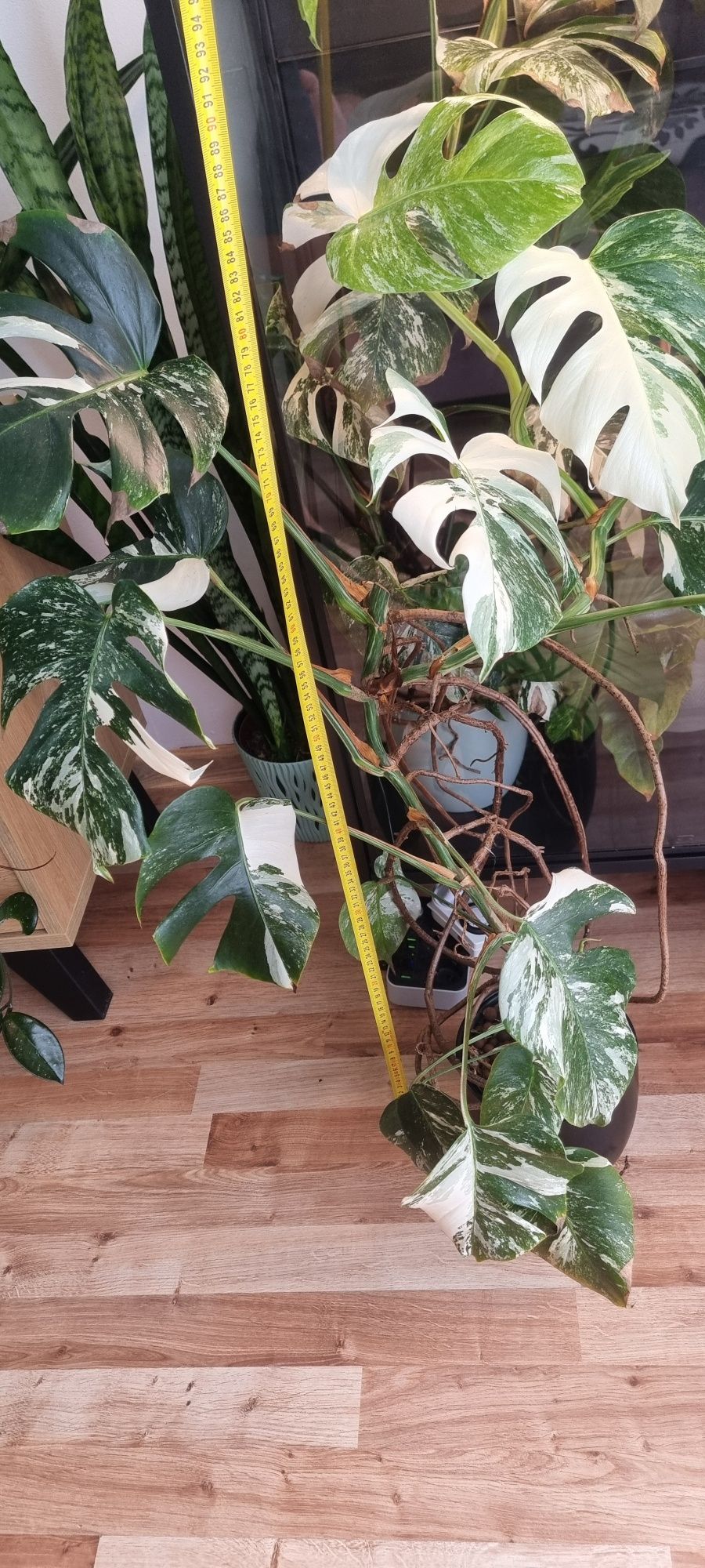 Monstera Variegata