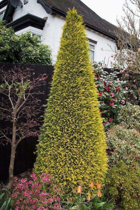 Кипарисовик Стардаст