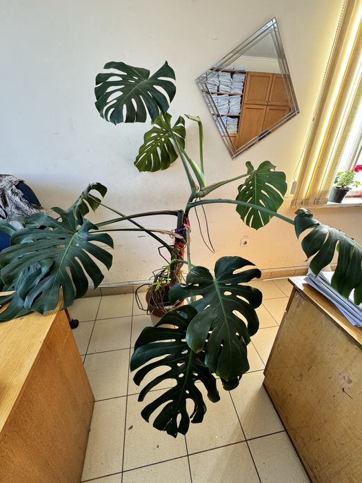 Вазон монстера