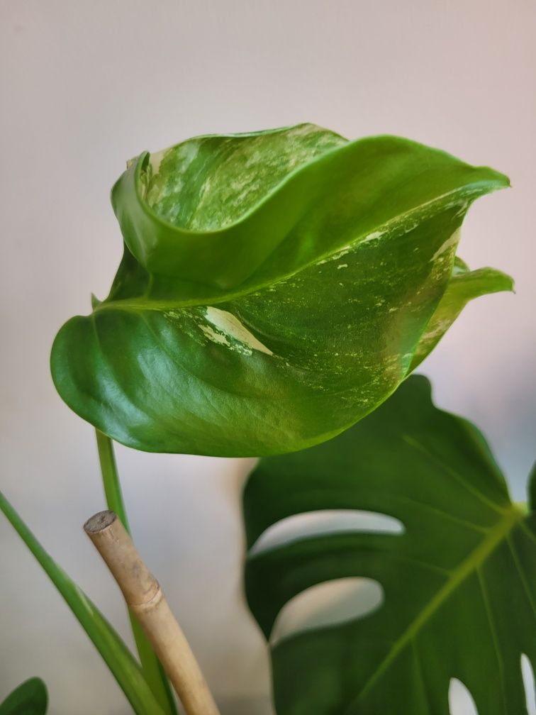 Monstera Variegata