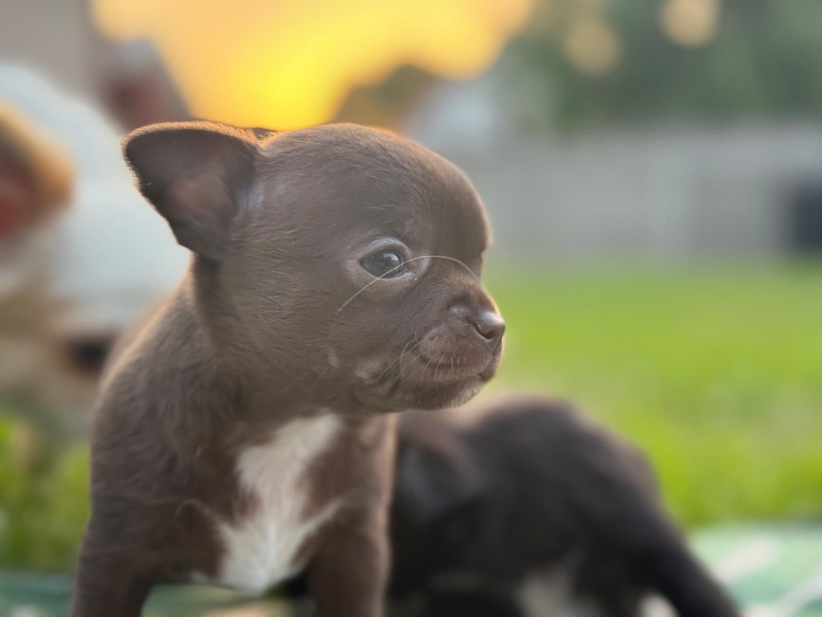CZEKOLADKA FCI Chihuahua krótkowłosa