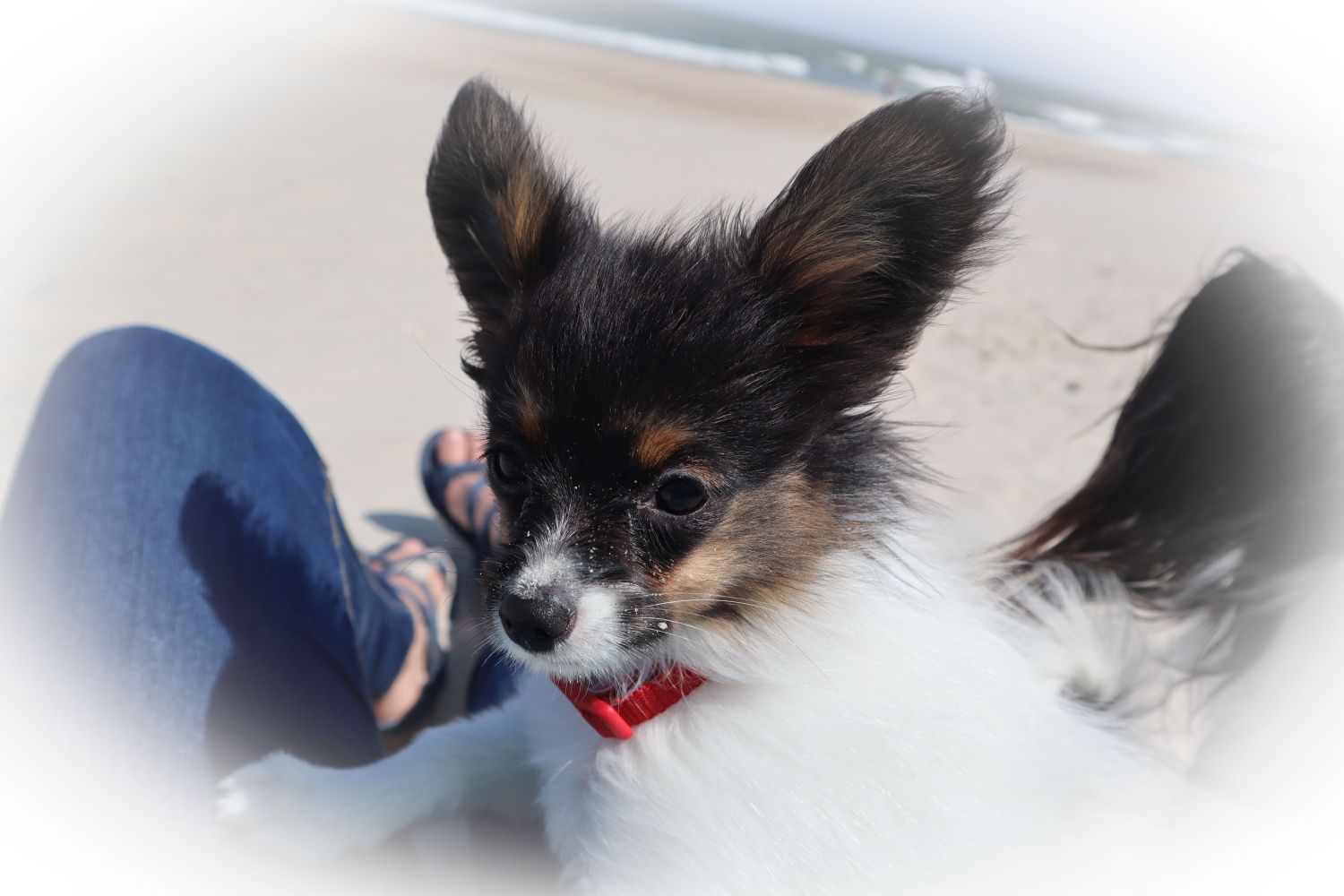 Papillon ZKWP/FCI- Suka- urodzona 13.03.2025r.