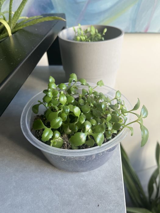 Żyworodka oddam za darmo