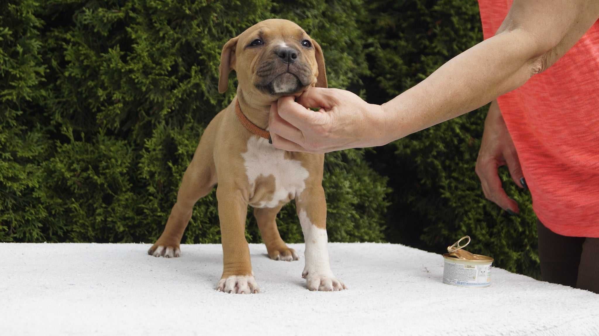 Amstaff szczenięta z rodowodem FCI. SUCZKA ESHA