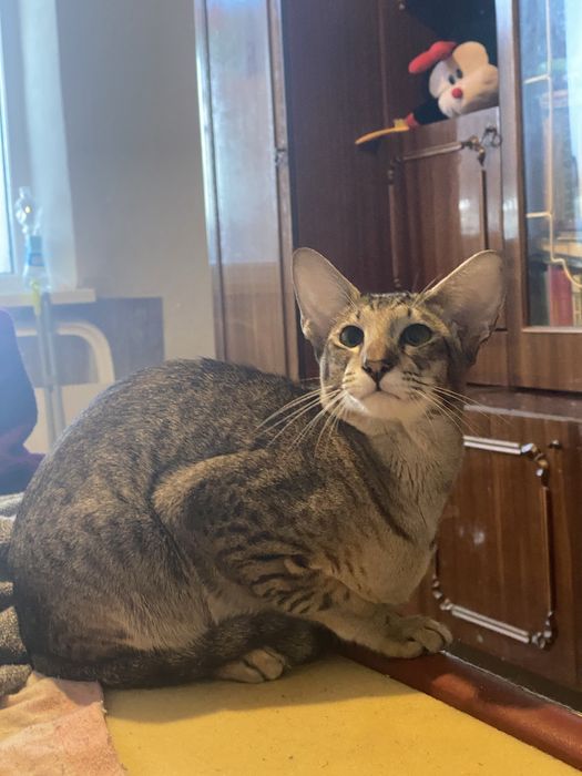 Котенок ориентал