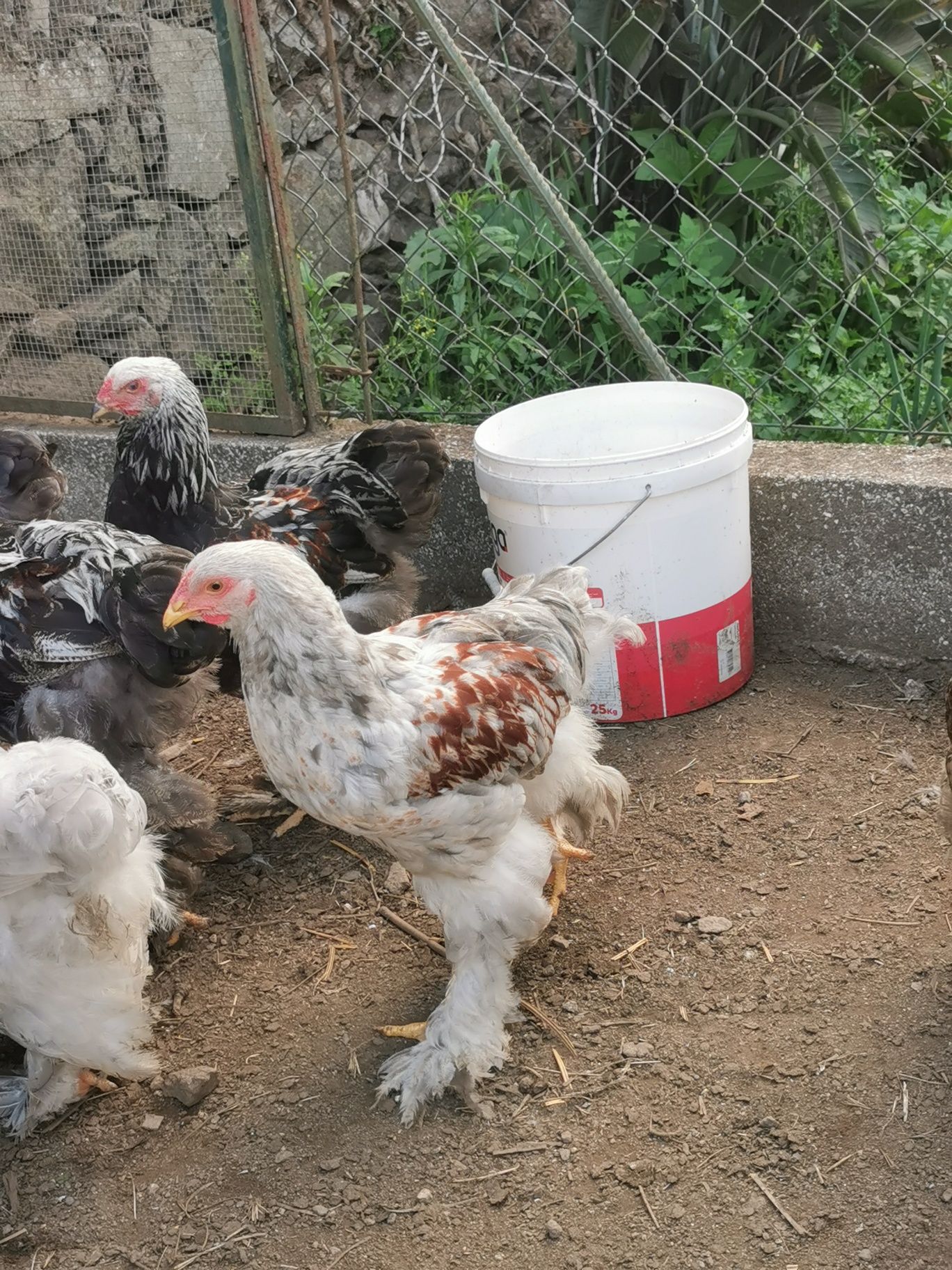 Brahmas pedriz dark