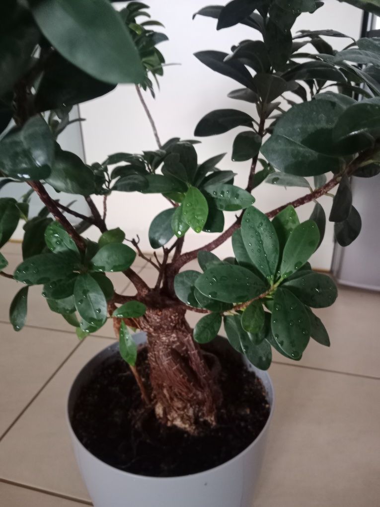 Drzewko bonsai 10 letnie
